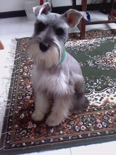 Soy Baloo tengo 2 años de edad soy muy amoroso. cariñoso, obediente, juguetón, y busco novia si estas interesada en mi comunicate al correo : meligarcia019@hotmail.com y/o jadallos123@hotmail.com Soy Baloo tengo 2 años de edad soy muy amoroso. cariñoso, obediente, juguetón, y busco novia si estas interesada en mi comunicate al correo : meligarcia019@hotmail.com y/o jadallos123@hotmail.com